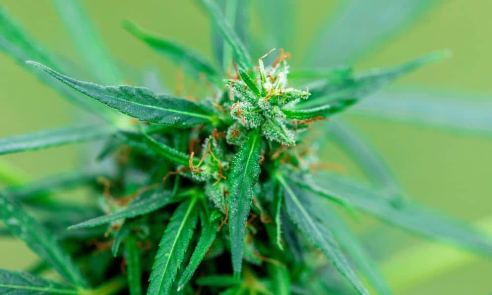 How To Improve Your Cannabis Sorting Process