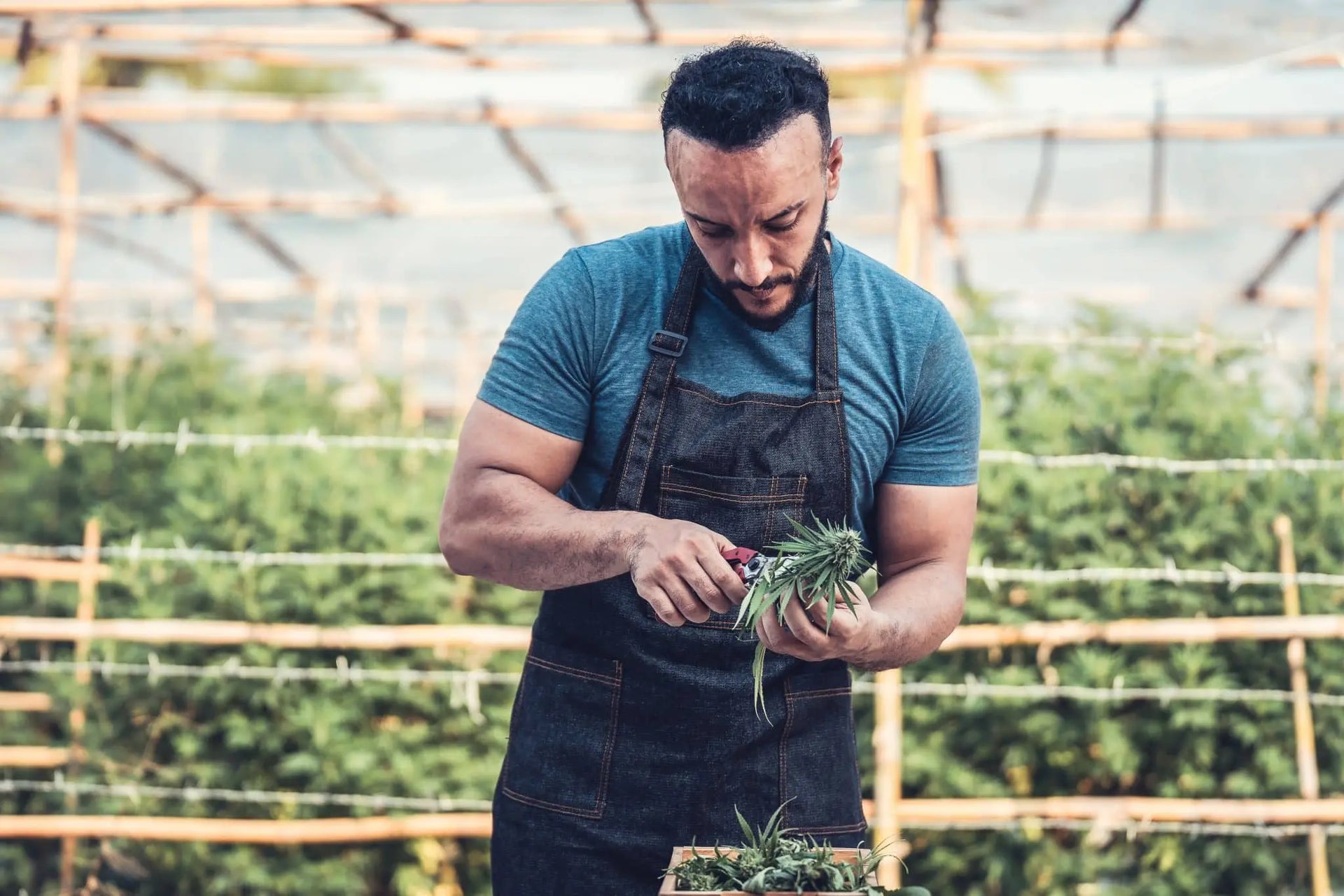 How To Trim Cannabis Plants To Improve Your Yield  Ez Trim