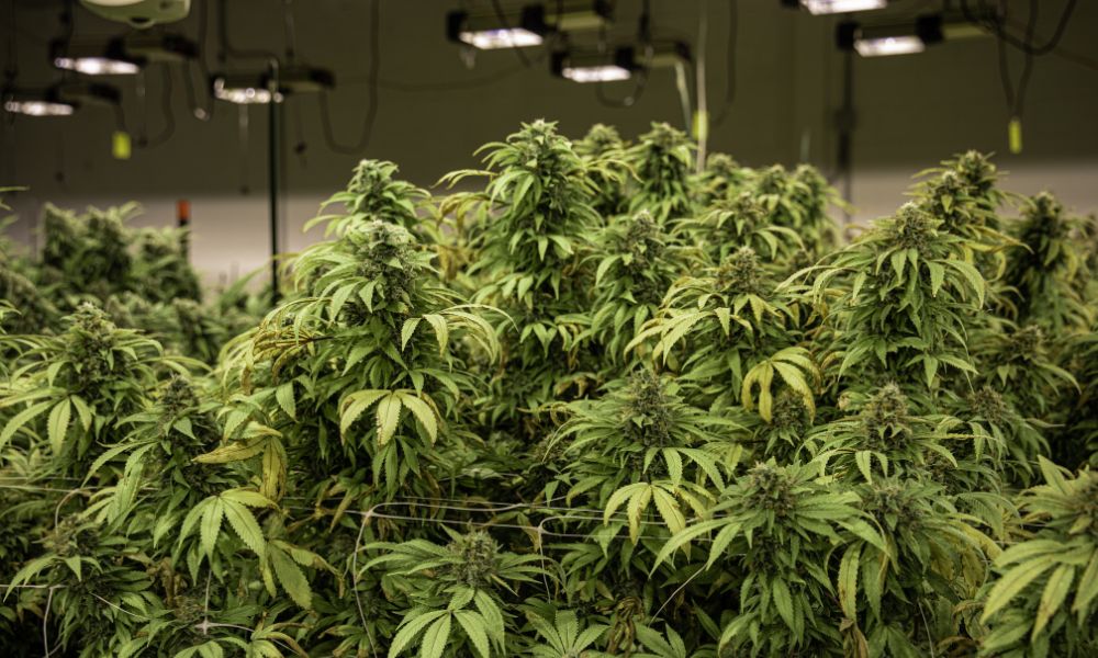 A Commercial Cannabis Harvesting Equipment Guide