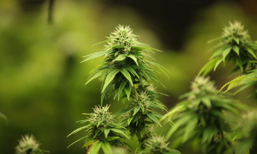 Tips for Improving Bud Harvesting Efficiency