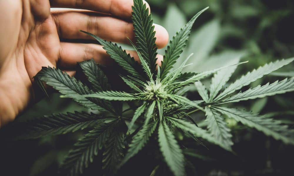 The Ultimate Guide to Cannabis Trimmer Maintenance