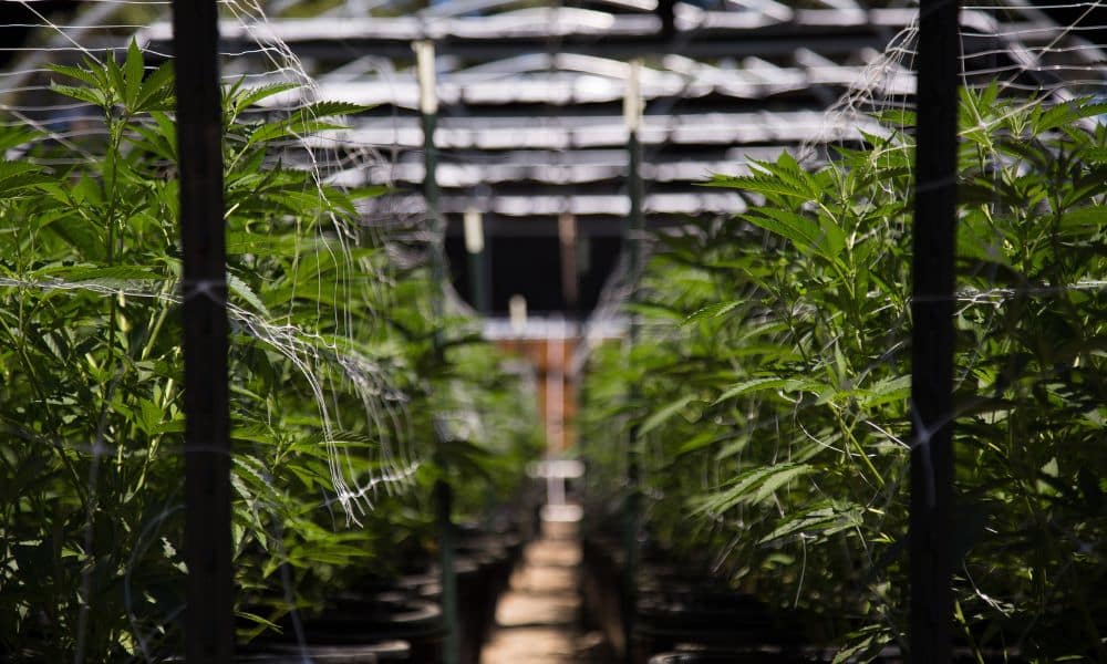 9 Mistakes Cannabis Cultivators Must Avoid