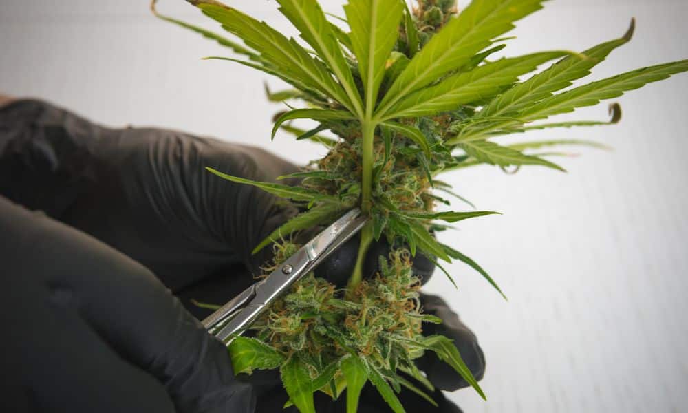 Wet Trimming vs. Dry Trimming: What’s the Difference?