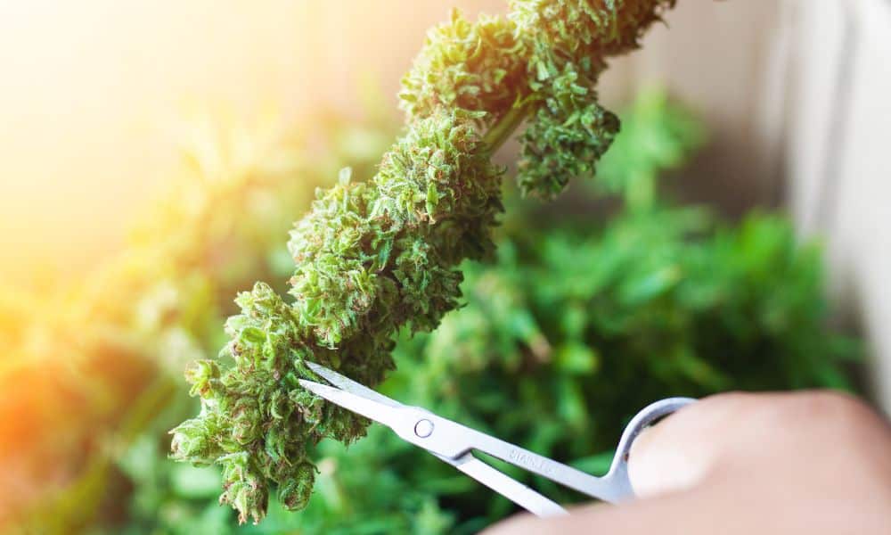 Cannabis Machine Trimming Myths Debunked