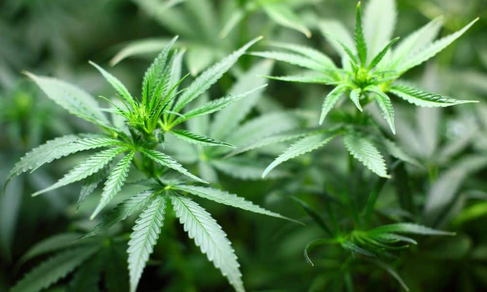 Tips for Choosing the Right Commercial Cannabis Trimmer