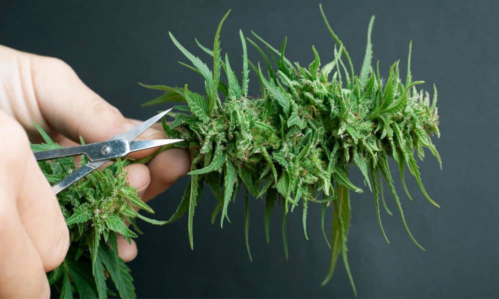 The Benefits of Handheld Cannabis Trimmers