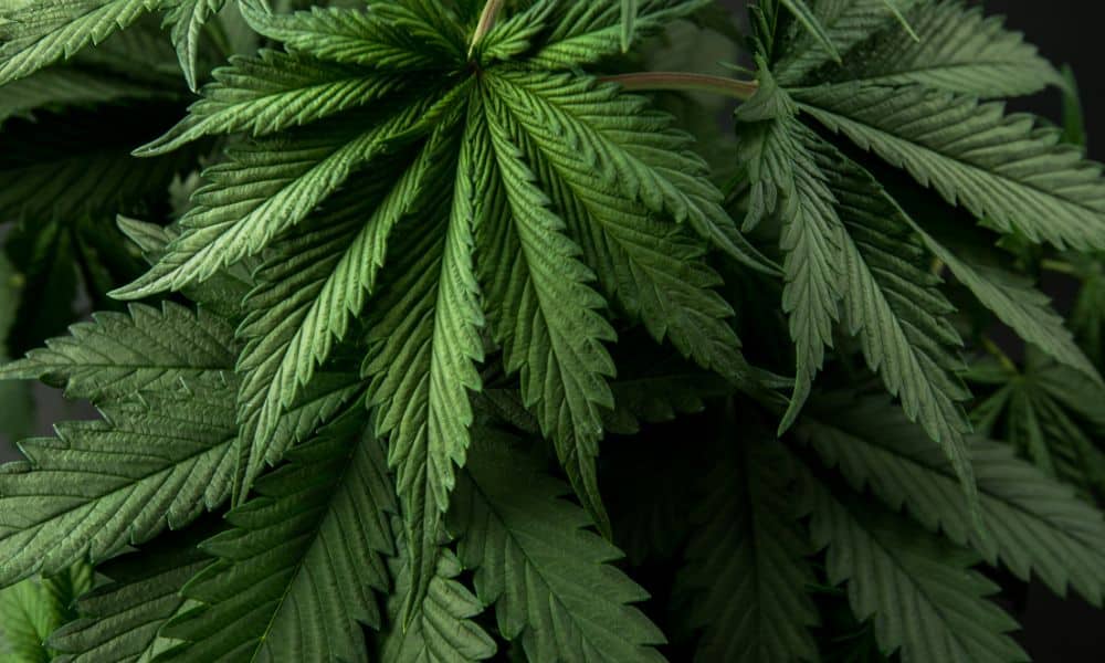 5 Reasons Your Business Needs a Debudder Machine