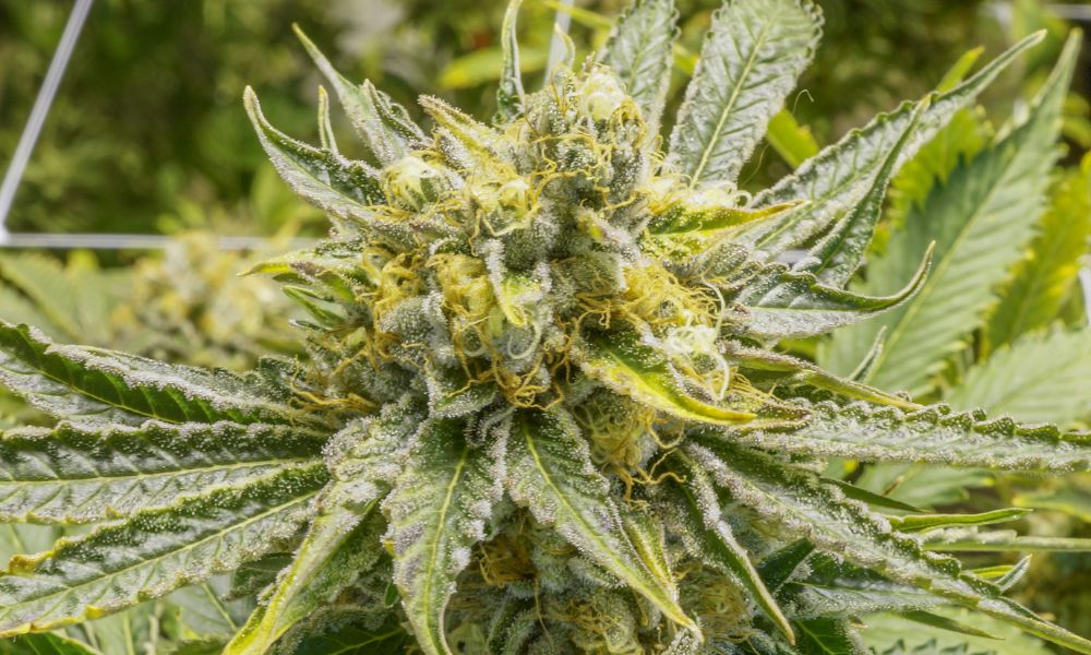 Tips for Optimizing Your Cannabis Bucking Process